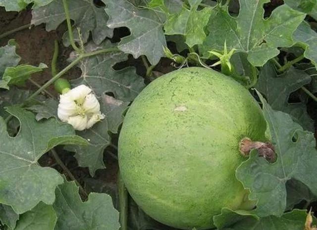 天花粉又名花粉,听这名字,不要以为是植物花类的花粉,其实不是的.