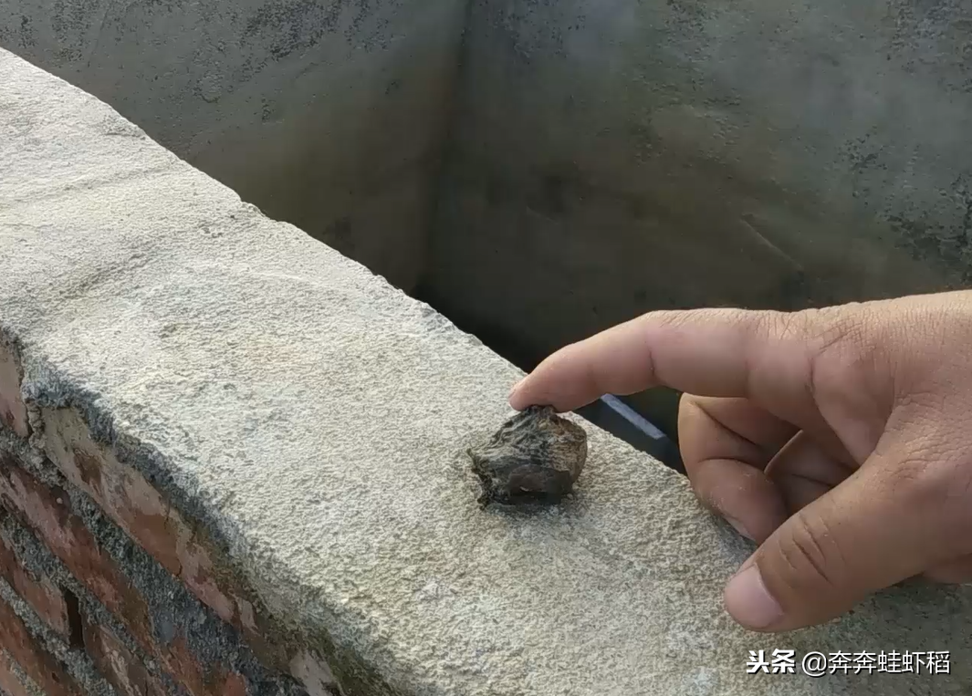 青蛙養殖成本,青蛙養殖一畝要多少錢