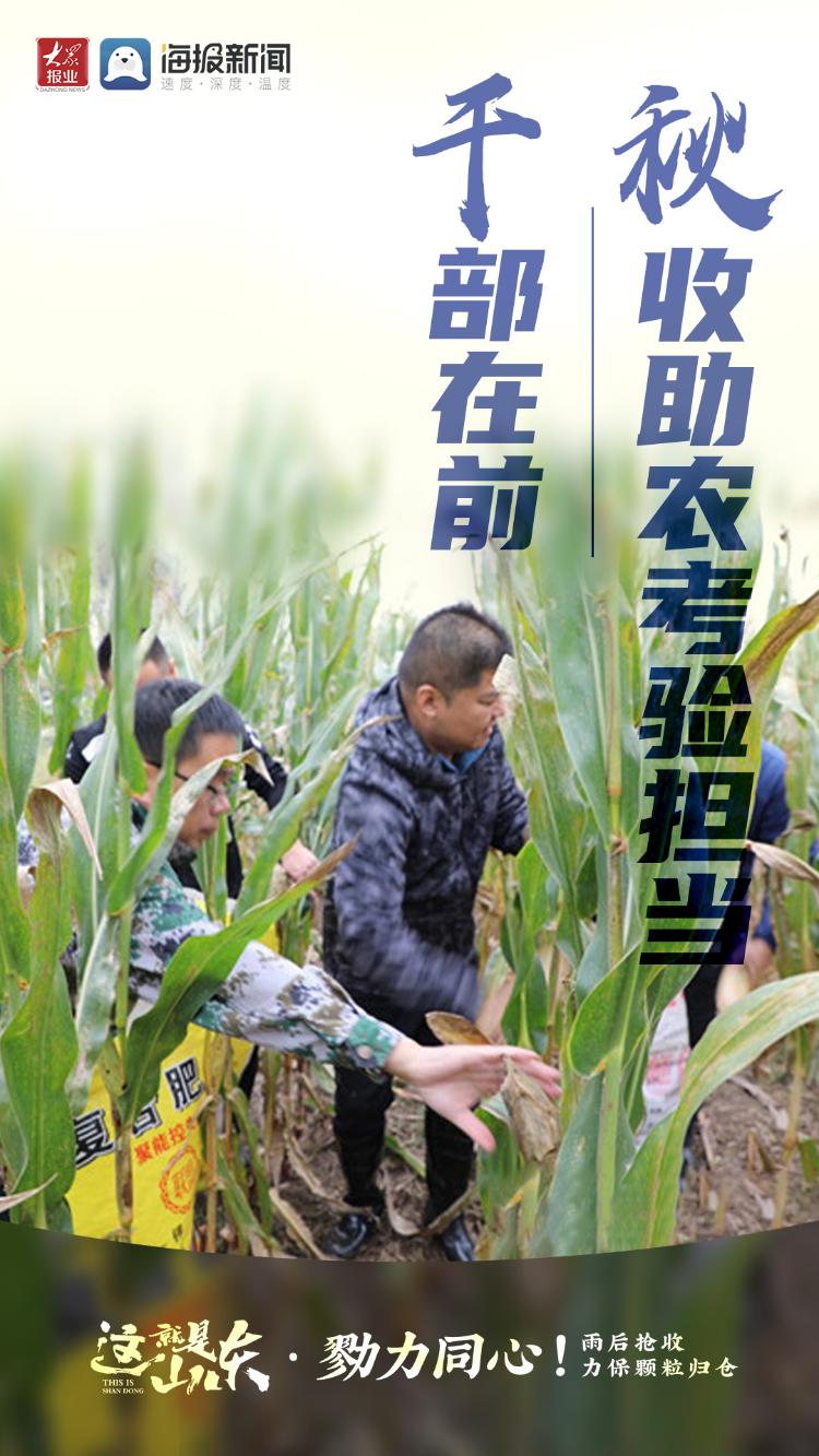 这就是山东丨勠力同心！雨后抢收力保颗粒归仓