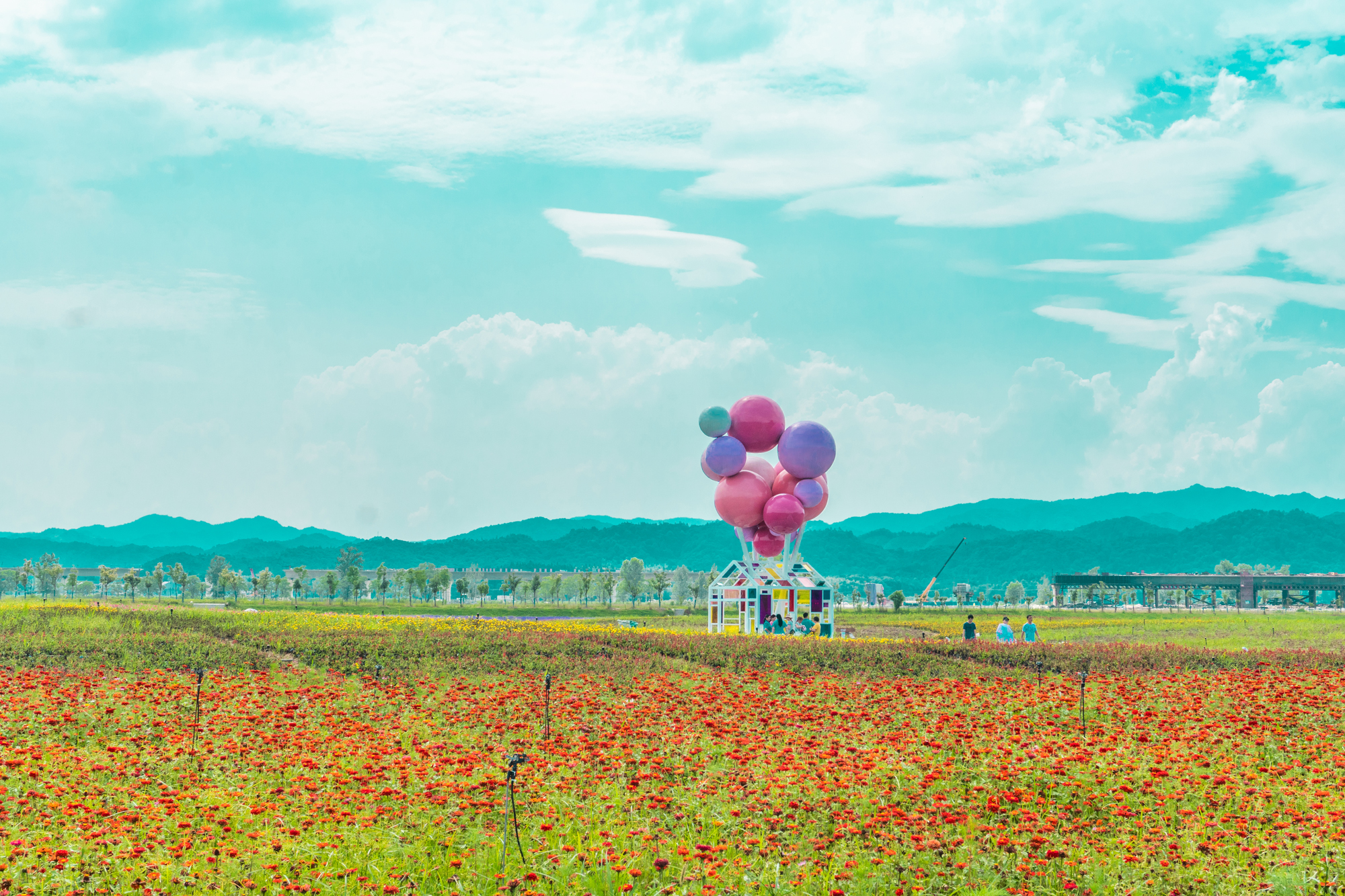 它就是景德镇新晋的网红打卡地——高岭花海