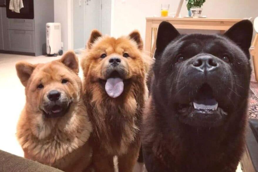 养松狮犬的六大坏处，你能接受吗？