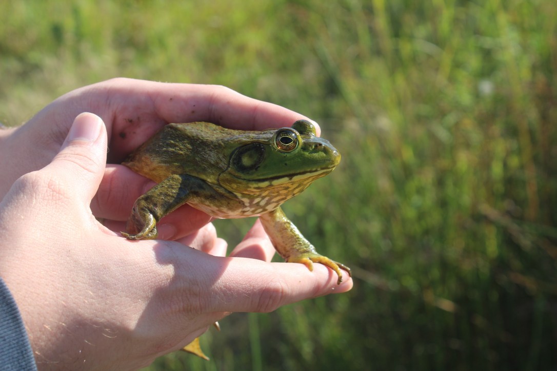 北美牛蛙侵入中国内陆,最大长到2公斤,新疆已经"失守"?