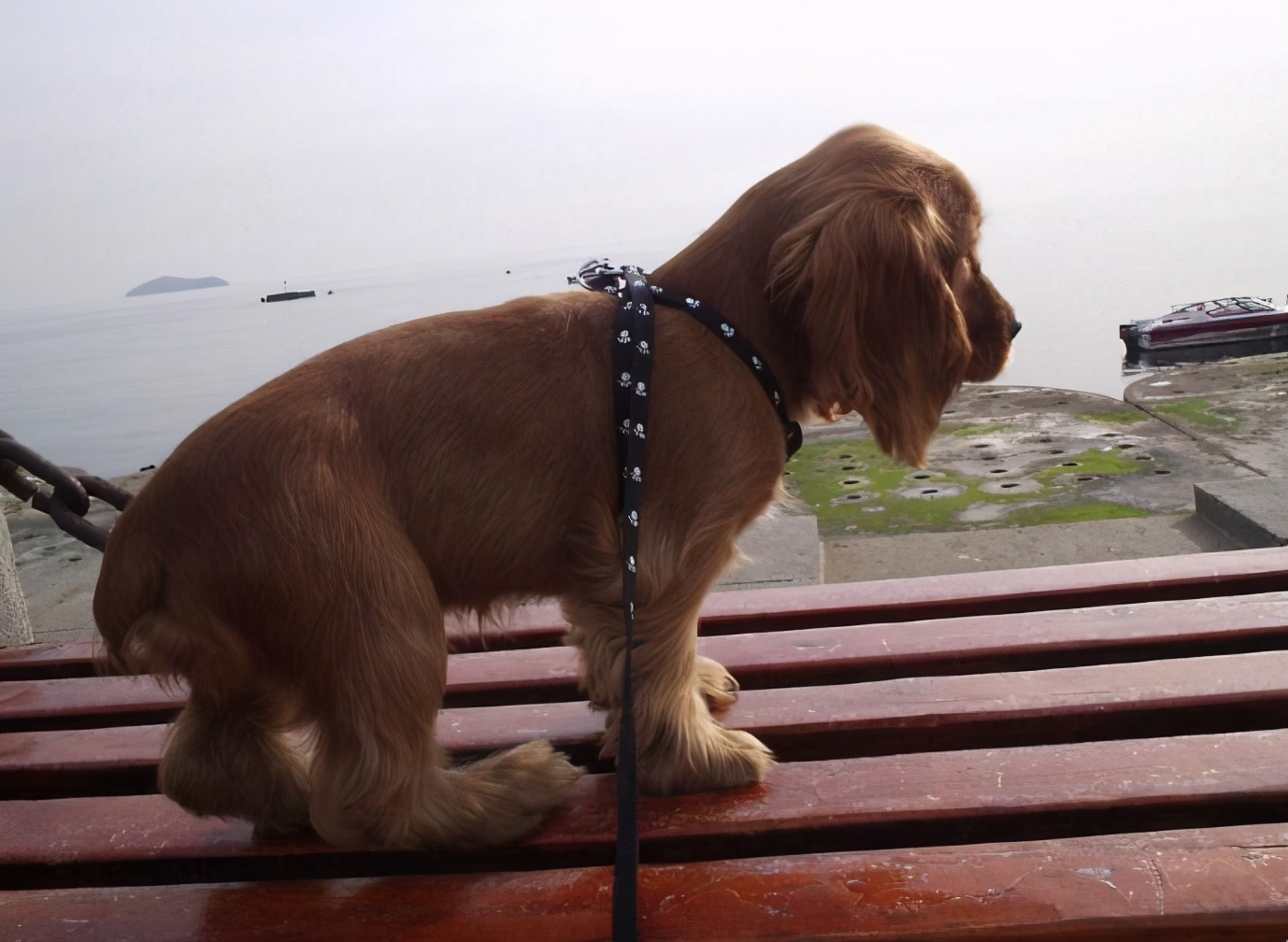 可卡多少錢,可卡犬多少錢一只