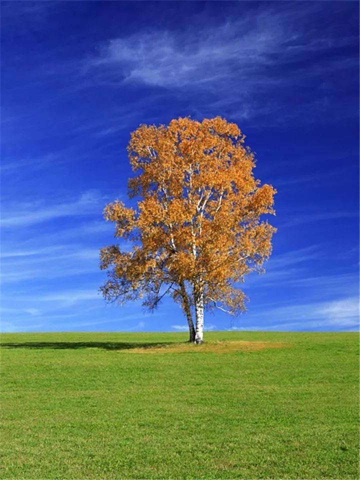 秋天最常见的树图片
