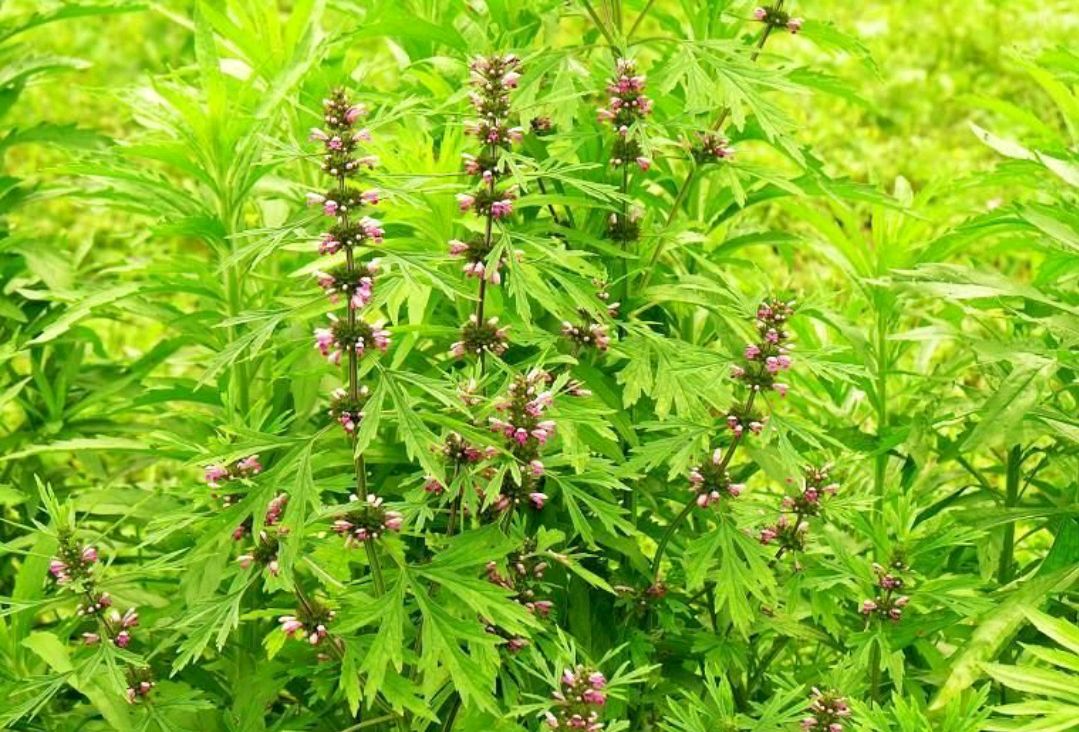 金钩子的功效与作用(农村常见到却叫不上名的植物介绍)