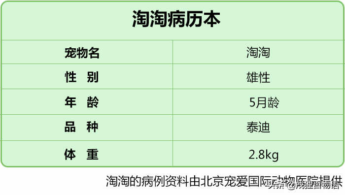 狗狗骨折了怎么办？看完这篇你就知道了