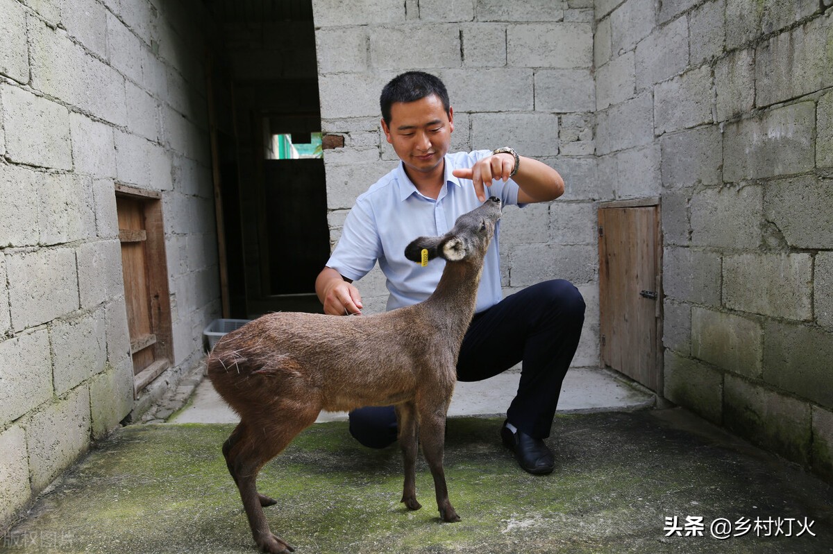 麝香多少钱一克纯天然(麝香比黄金还贵，已经涨至800多元一克了！但你知道麝香怎么养吗)