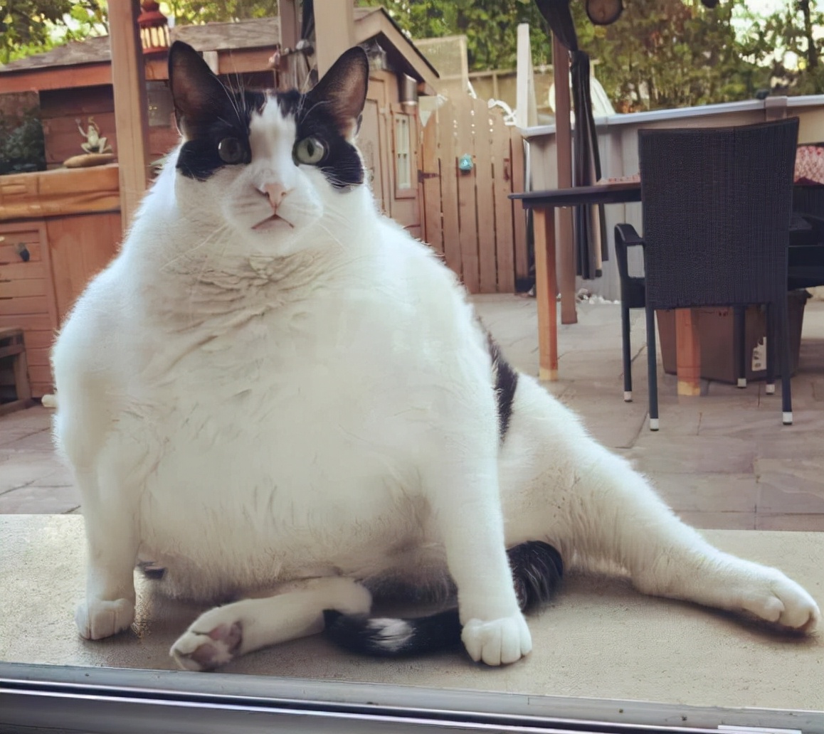 奶牛猫的性格特点（牛奶猫的六个性格特点）