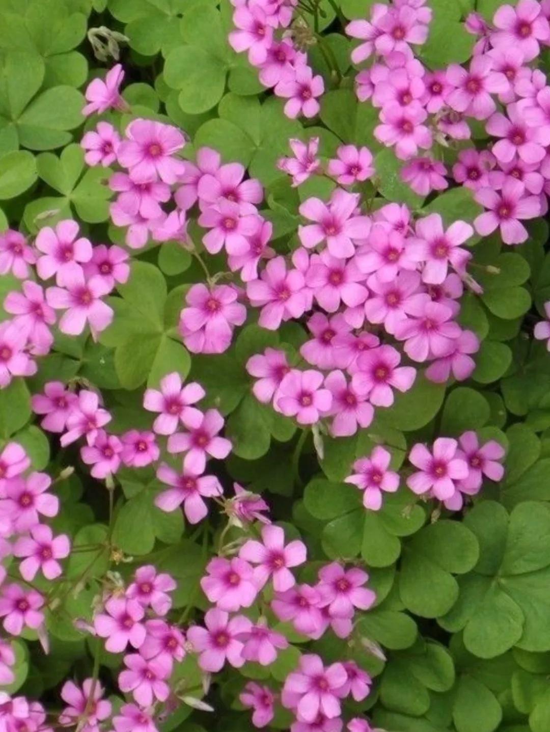 会动的植物有哪些(这七种会动的植物你知道吗)