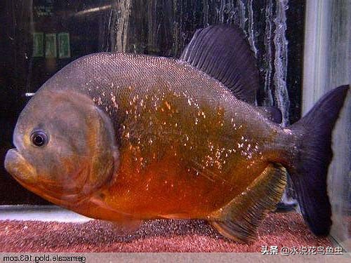 胭脂水虎鱼苗价格(食人鱼) - 价格百科