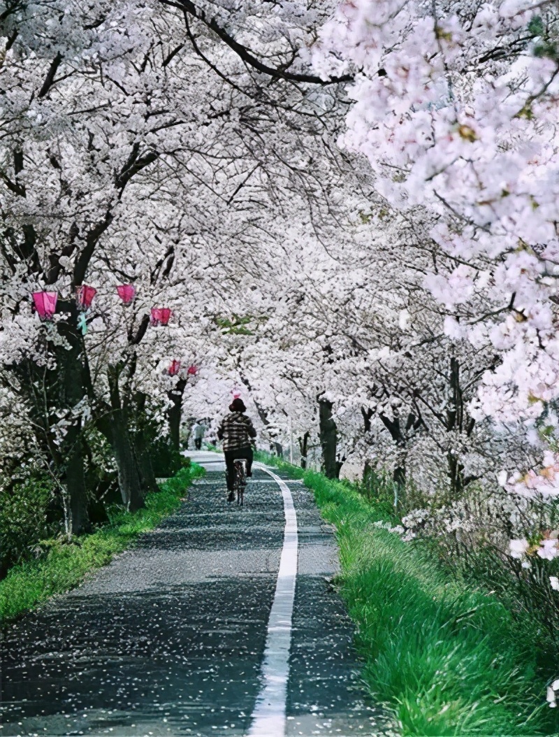 蝶恋花·樱花雨（竹榭）