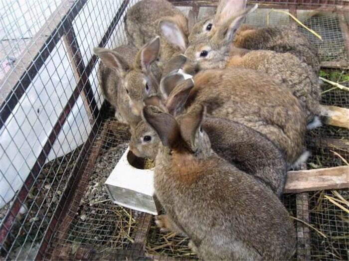 怎么养兔子，家兔饲养管理的9大技术？