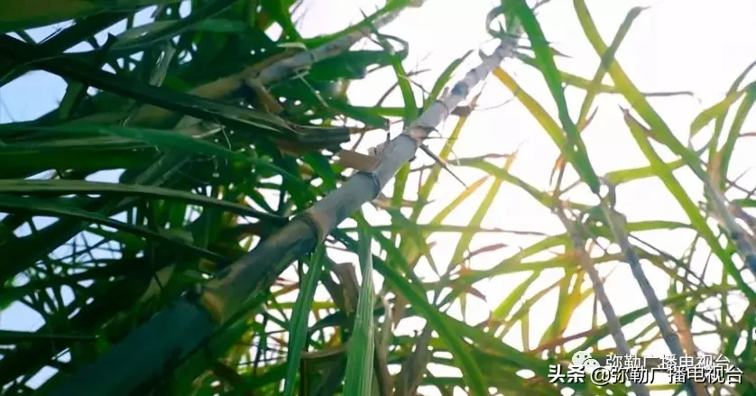 弥勒这一特产40吨，驰援湖北黄冈，价值85万元