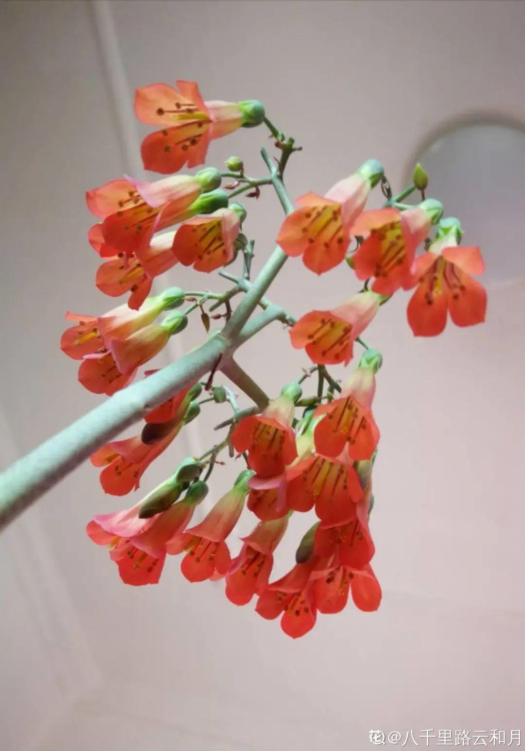 多肉开花会死?别担心,开完砍一刀,活得好好的