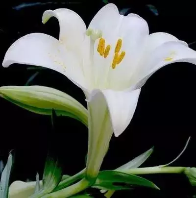 100种花的花语，太全了！ 第143张