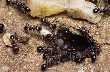 家里有蚂蚁怎么能彻底消灭，永久去除蚂蚁的小妙招
