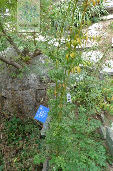 硬水黄连,见过吗?清热,利湿退黄.治痢疾,肺热咳嗽,目赤肿痛