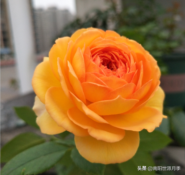 莫奈月季的优缺点（强烈推荐8款月季耐热耐晒）