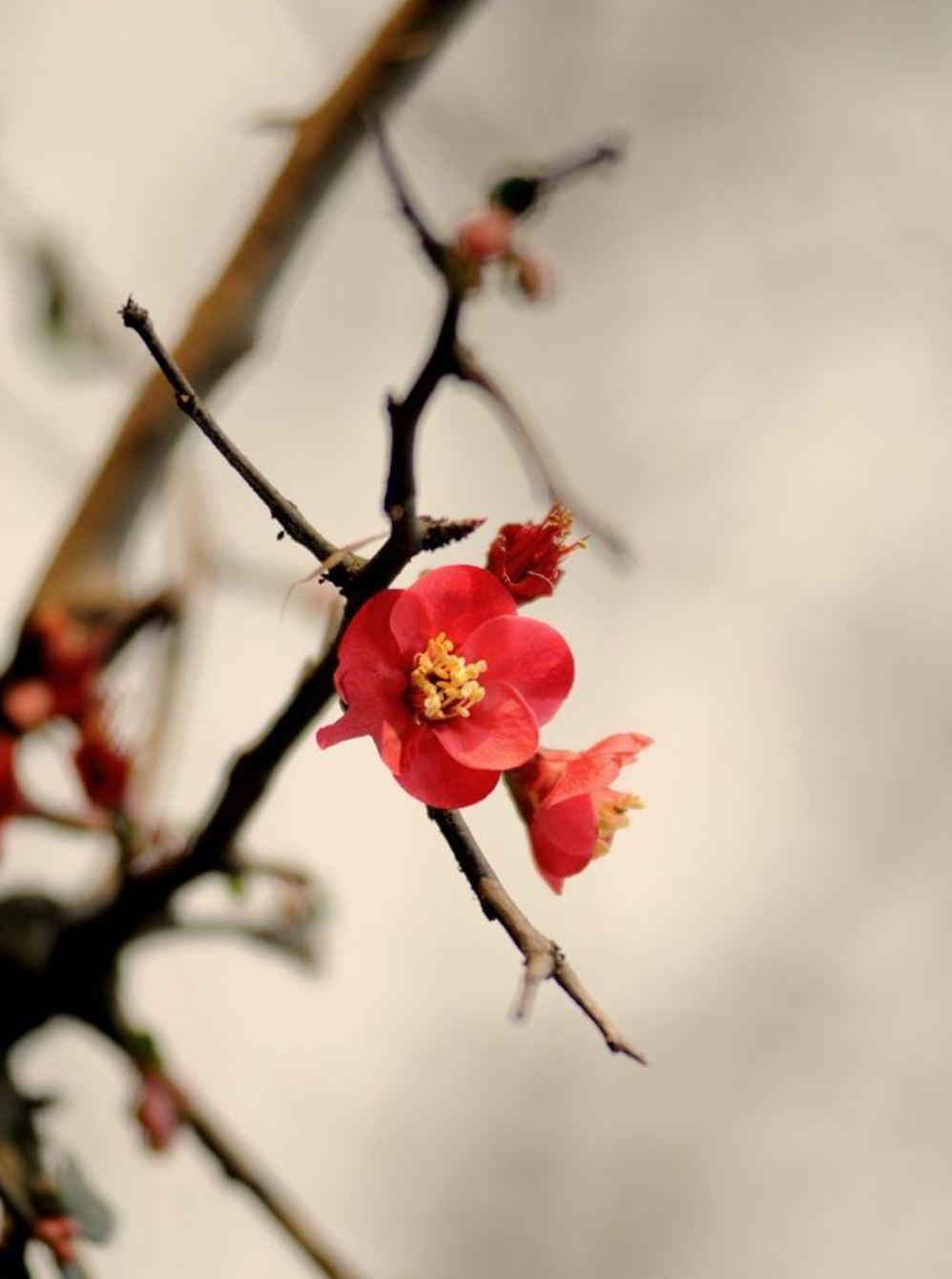 ​梅花香自苦寒来，十首观梅的诗词，一起欣赏美丽的梅花吧