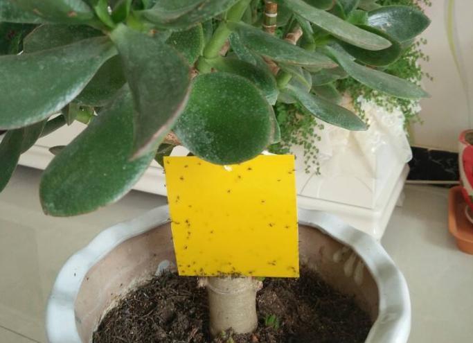 花盆里有小黑飞,5个小办法,就能彻底消灭