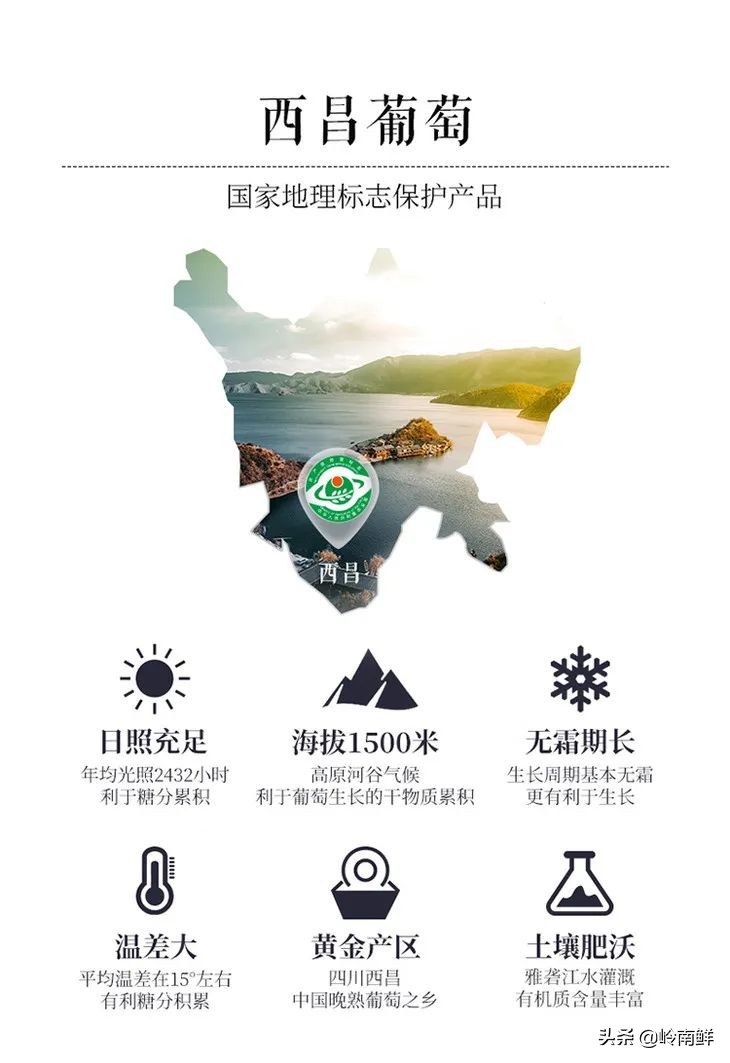 日本晴王葡萄太贵？价格减半的中国晴王它不香吗