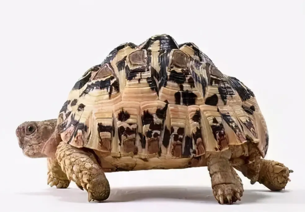 乌龟的种类图片及名称（乌龟的品种图片）