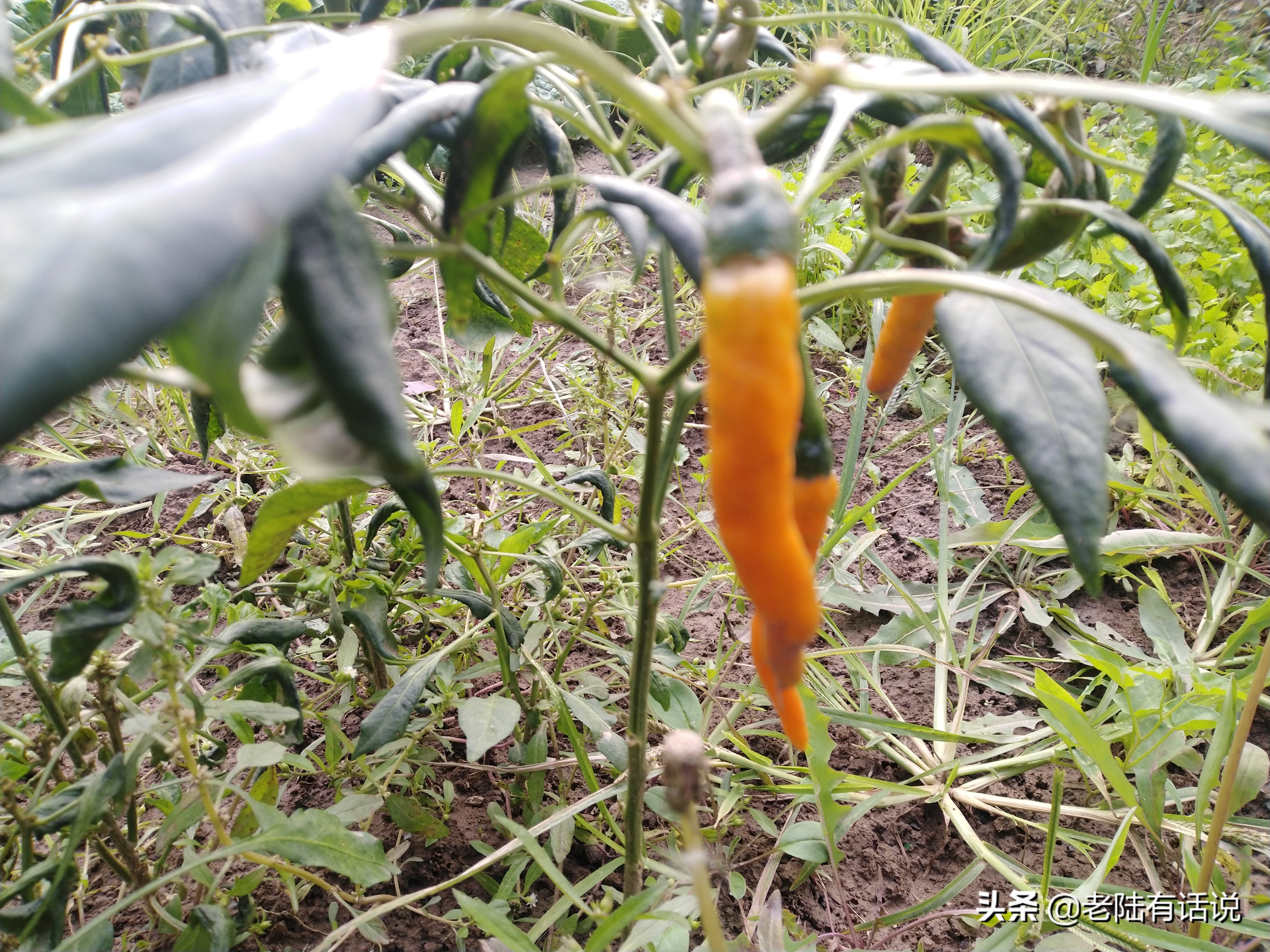 我的城市小菜园，我的田园之梦，金秋收获绿色食品