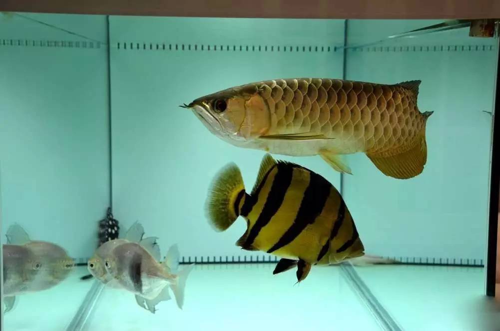 曾经红极一时的虎鱼，现在饲养它们的鱼友越来越少，为什么呢？