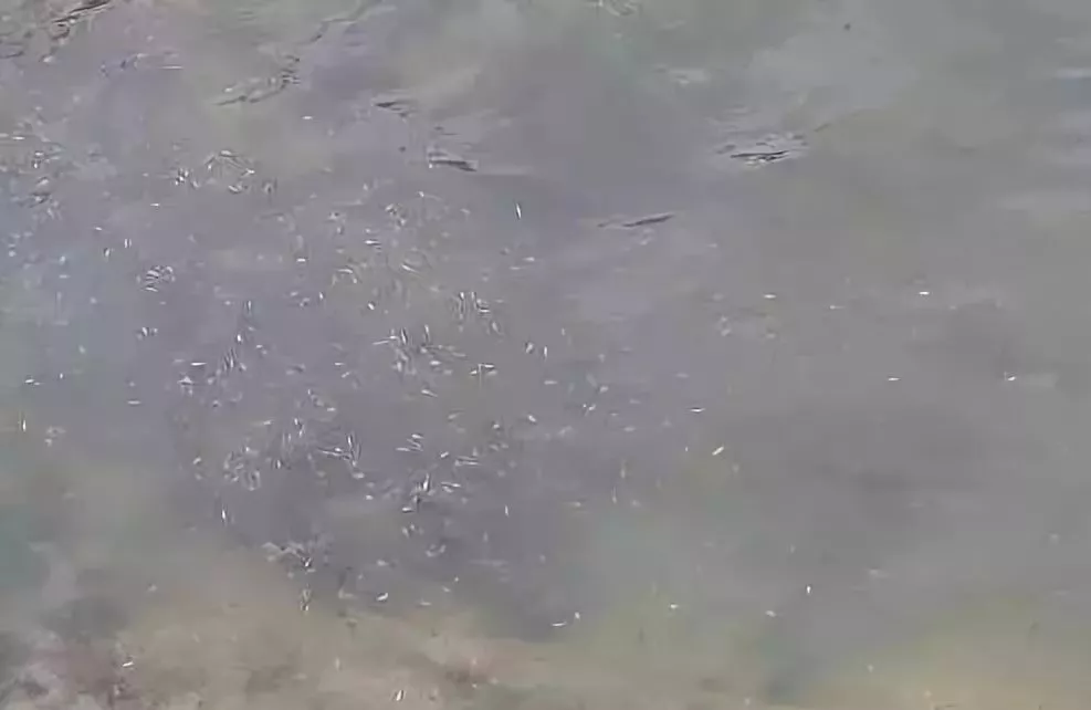 水产养殖中亚硝酸盐的那些秘密！亚盐升高不好治，你要先会防！