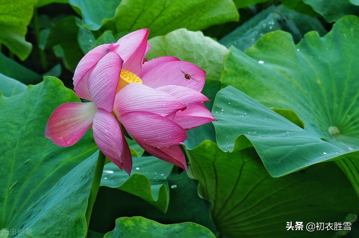 什麼荷花開補充句子