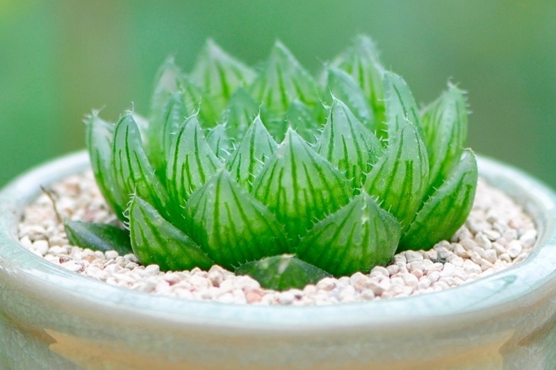 水晶玉露价格(与多肉玉露的) - 价格百科