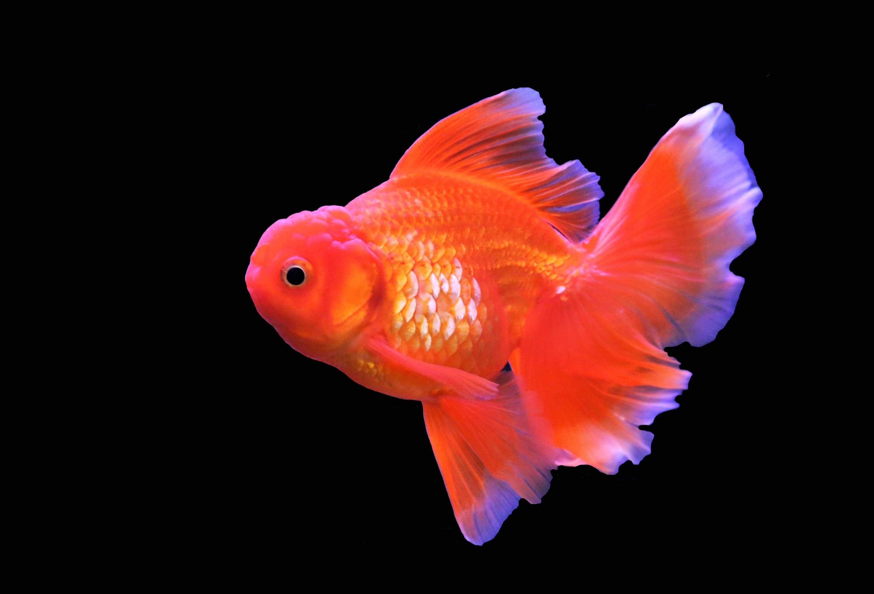 金鱼入侵美国肥如猪,有望高调挺进五大湖?