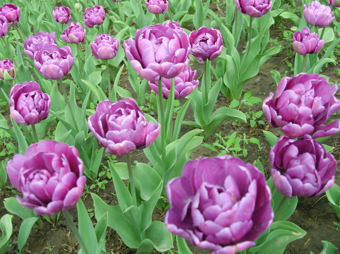 郁金香作品 花心的故事图片 _飞翔号