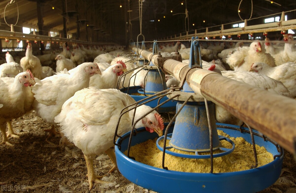 肉鸡低迷，羊价进退两难，鱼价全面降价，养殖业今年咋了？
