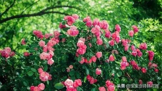 「有情芍药含春泪，无力蔷薇卧晓枝」蔷薇，初夏最灿烂的时令花