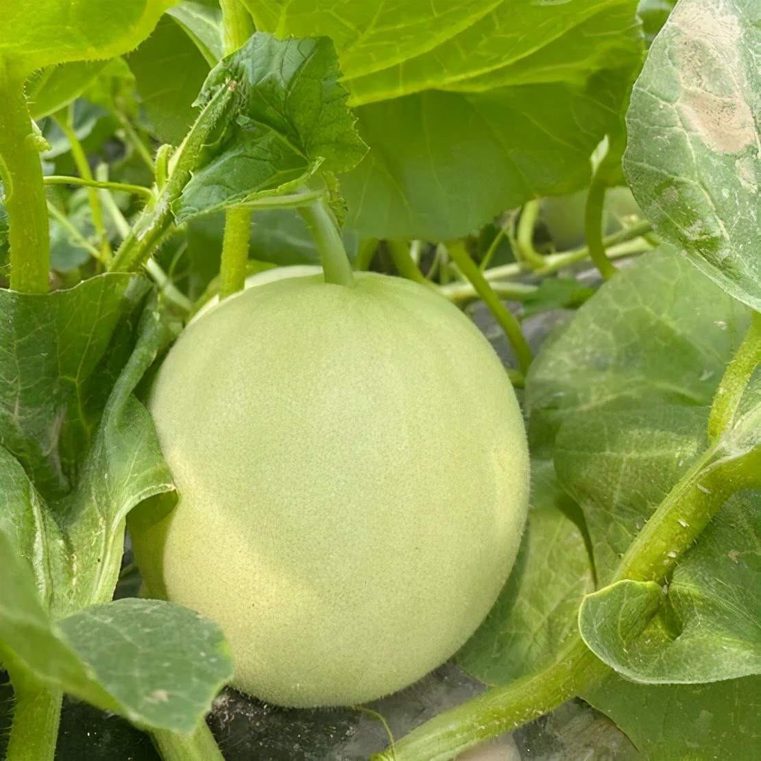 越贵越有人追,啥"瓜"都拼不过它