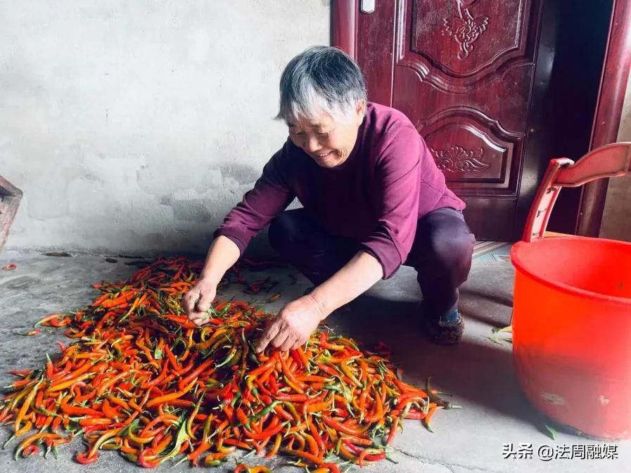 澧县如东镇枫林村：辣椒产业火红火红，乡村振兴红红火火