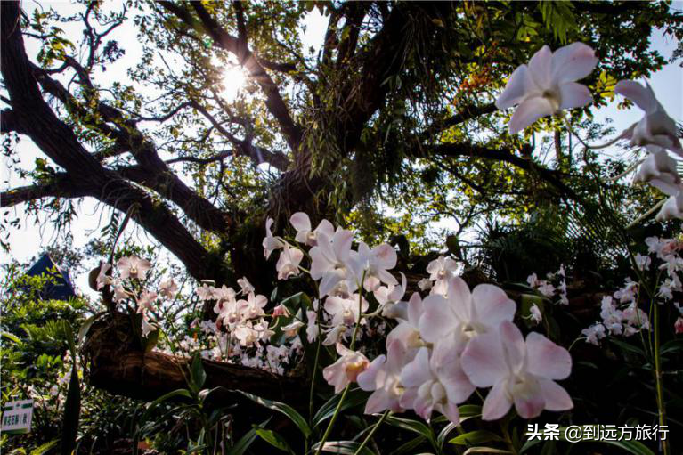 谁说广西没秋天？美景和惊喜都为你准备好啦