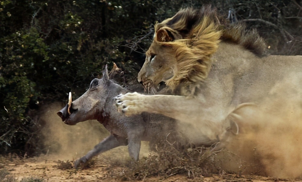 迟暮的雄狮挖泥7小时猎杀疣猪狮子捉疣猪