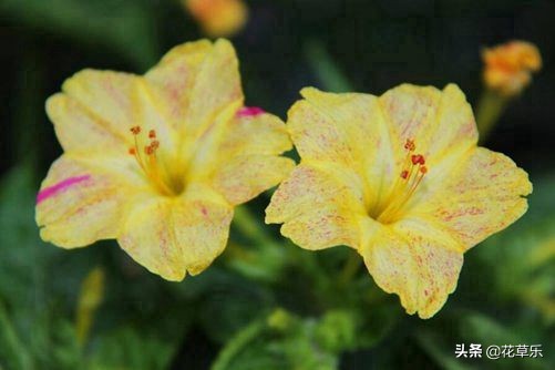 夜来香几月开花（为什么夜来香是在夜晚开花的）