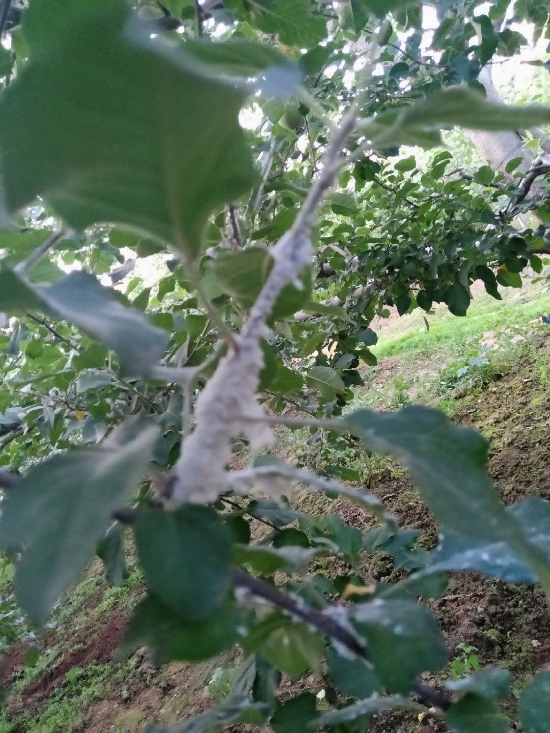 苹果棉蚜的危害特征,发生规律及防治方法