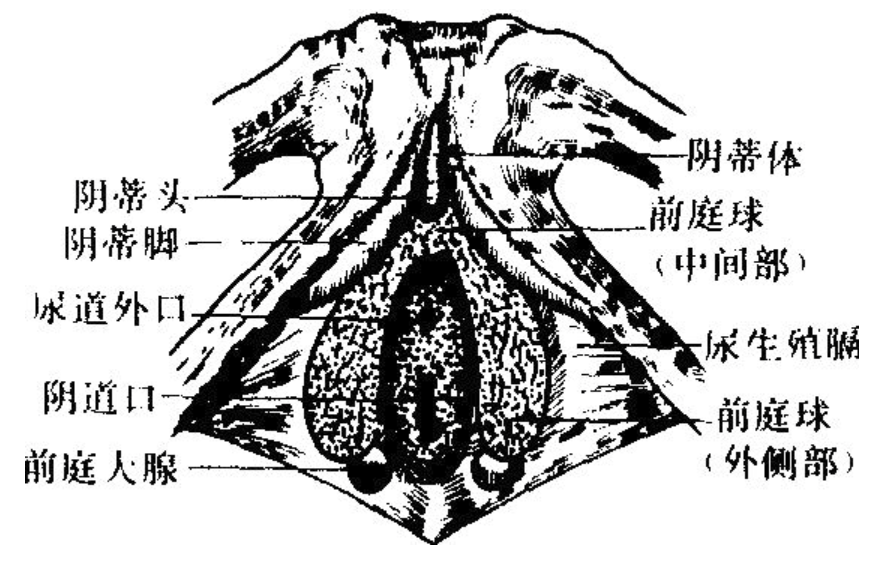 巴氏腺囊肿的病因主要有三个:1,在急性炎症消退后腺管堵塞,分泌物不能