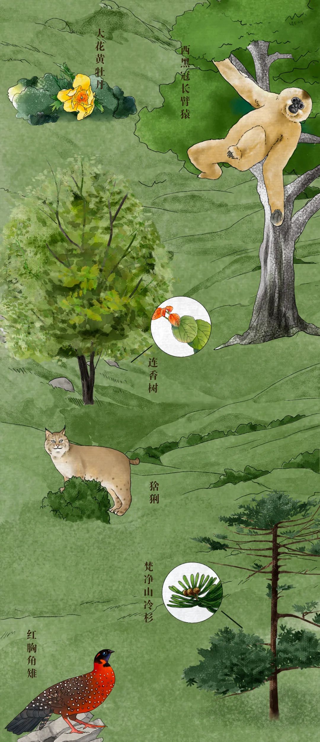 中国珍稀动植物图鉴