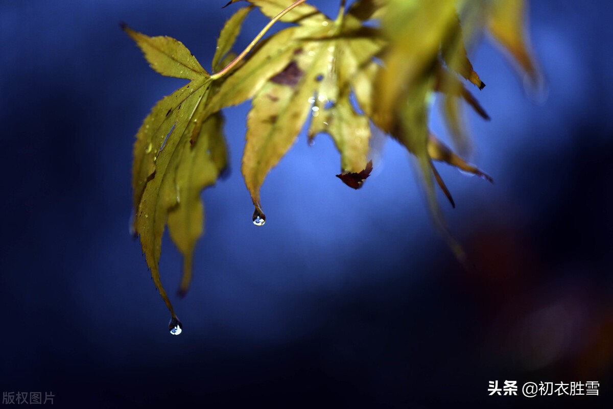 古代唯美悲凉句子_逛逛句子网