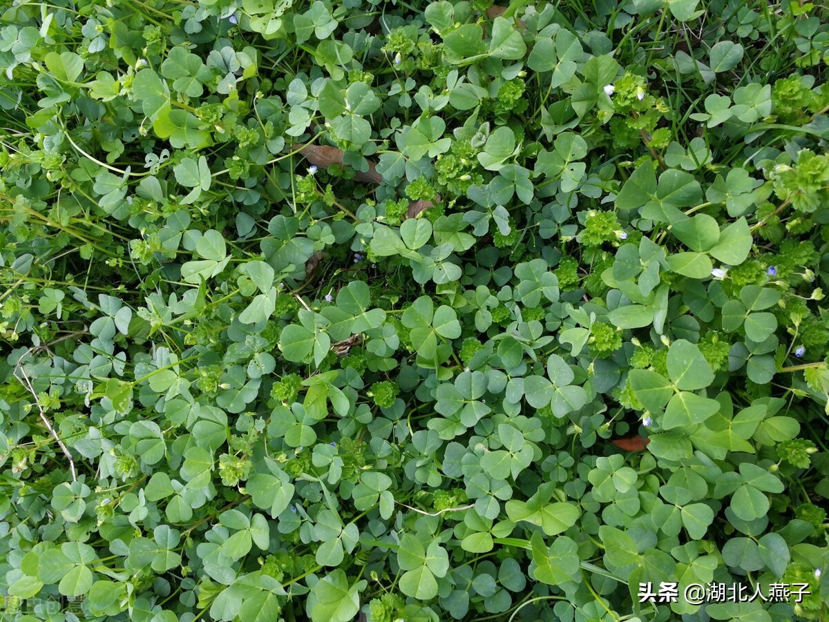 39种野菜图片，教你认识不同的野菜和吃法，你想要的野菜这里都有