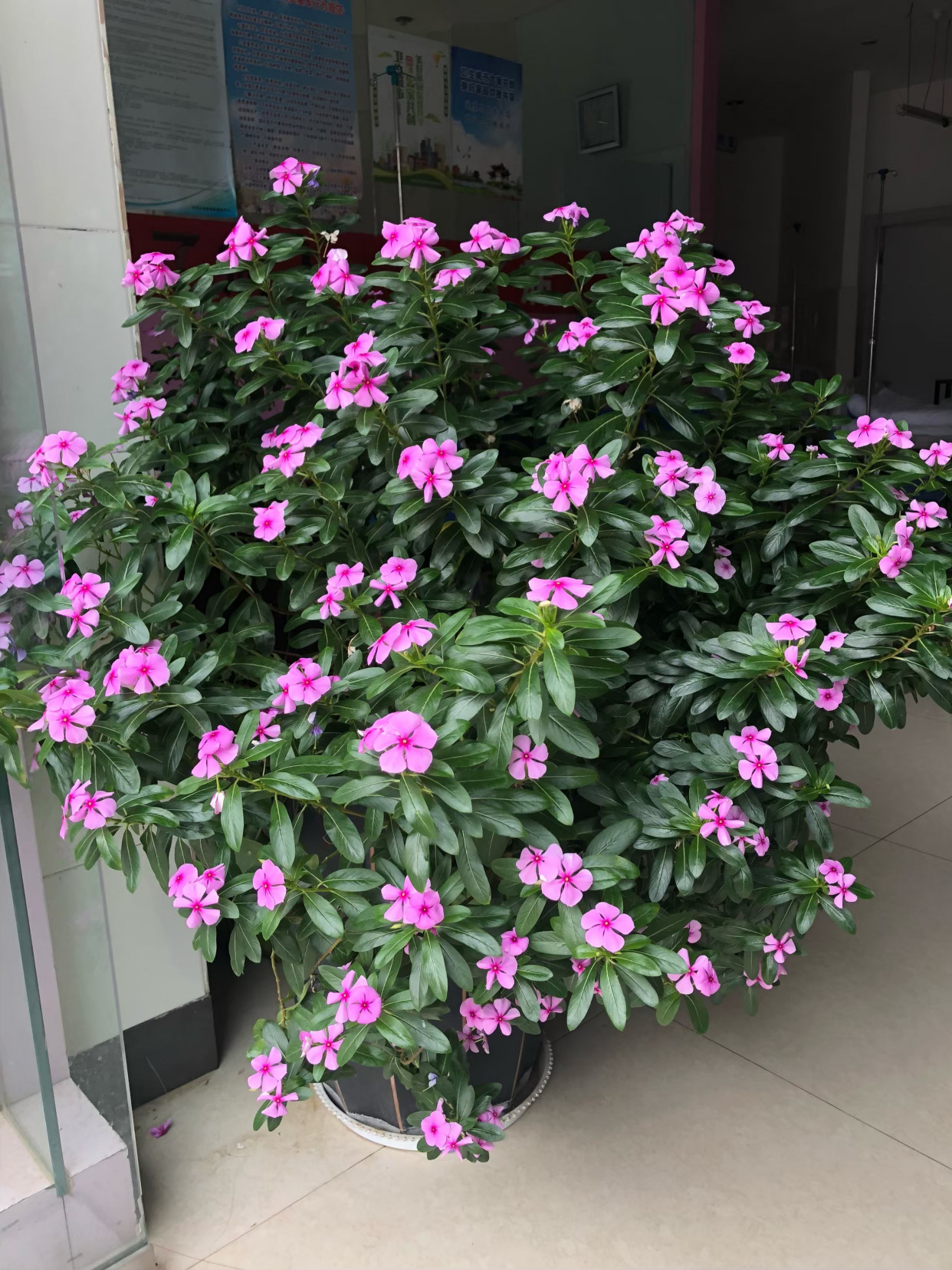 紫罗兰有毒吗（100种室内盆栽花草图鉴）