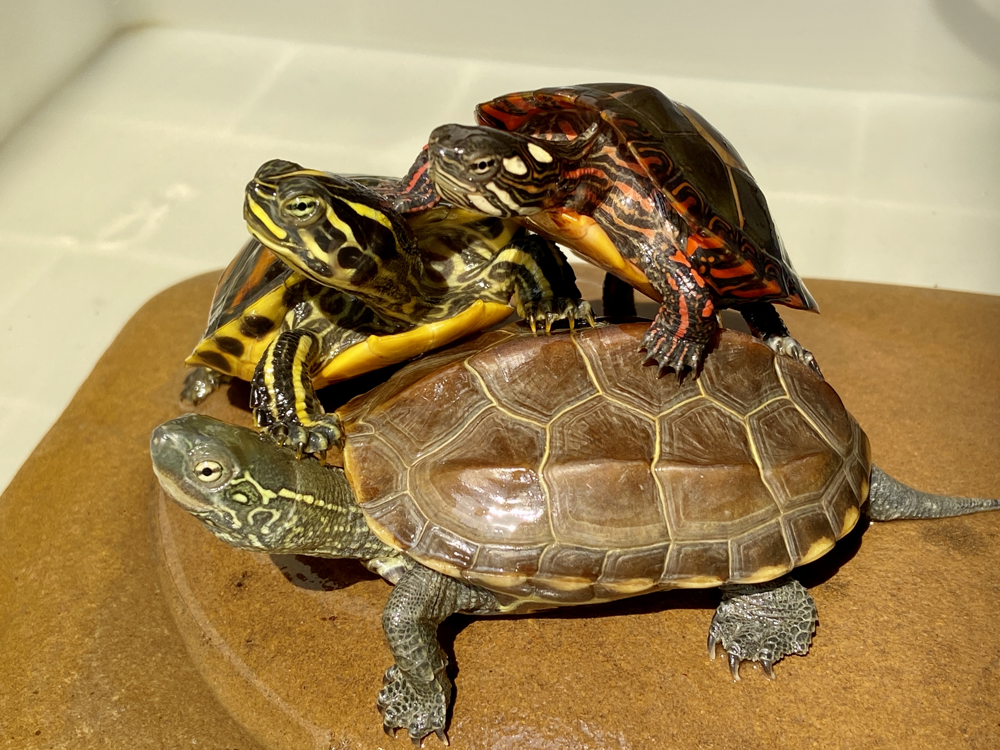 火陷乌龟苗怎么养忌讳什么科普