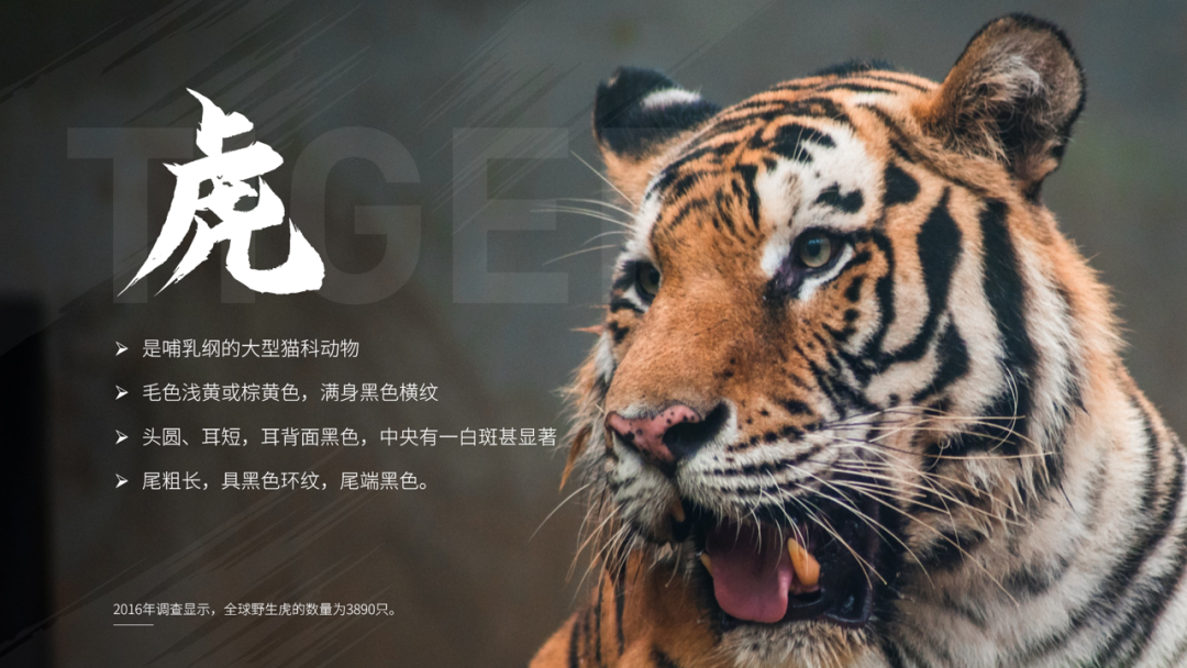 你这PPT背景，原来是这样做的啊，学到了