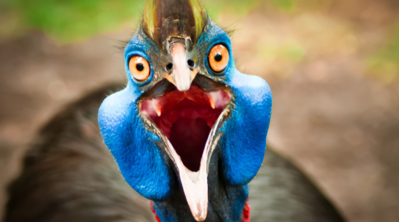 食火鸡怕什么,食火鸡的天敌