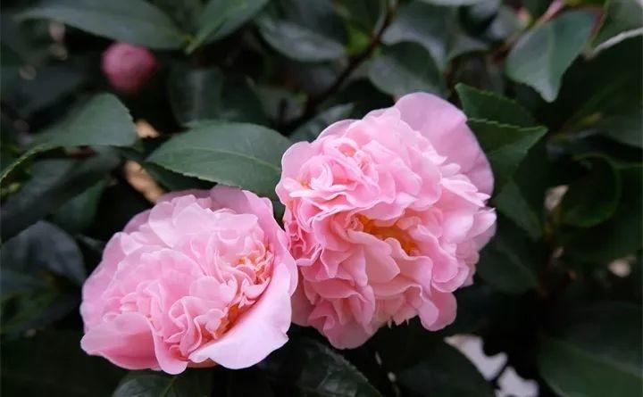 养茶花记住这5点，蹭蹭窜新芽，花开得碗口大！